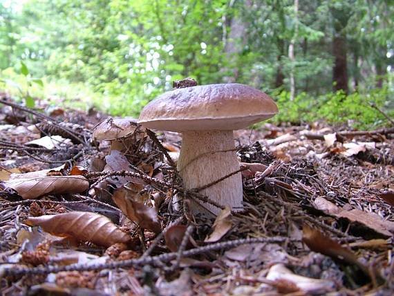 hríb smrekový Boletus edulis Bull.