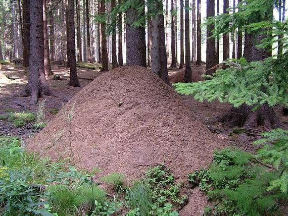 mravenisko 2.