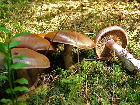pavučinovec Cortinarius sp.