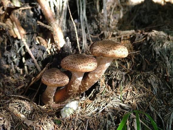podpňovka Armillaria sp.