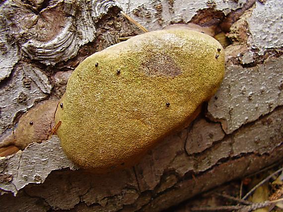 ohňovec Hartigov Phellinus hartigii (Allesch. & Schnabl) Pat.