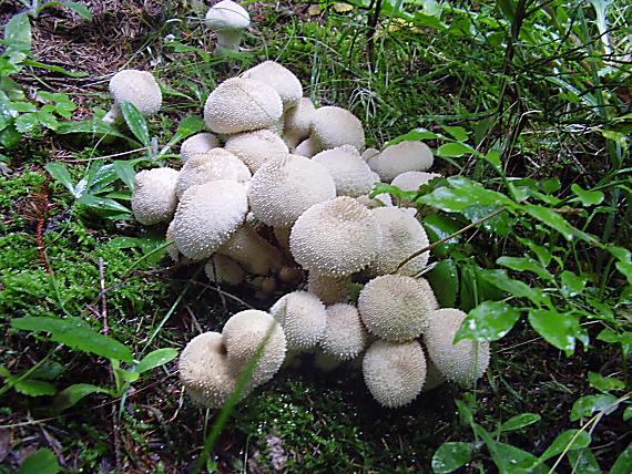 prášnica bradavičnatá Lycoperdon perlatum Pers.