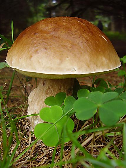 hríb smrekový Boletus edulis Bull.