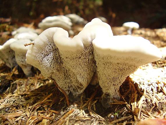 jelenkovka voňavá Hydnellum suaveolens (Scop.) P. Karst.