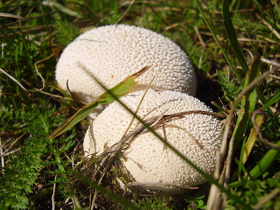 prášnica bradavičnatá Lycoperdon perlatum Pers.