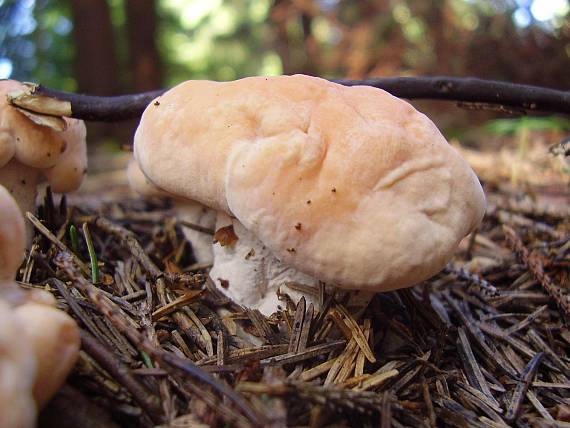 jelenka poprehýbaná Hydnum repandum L.