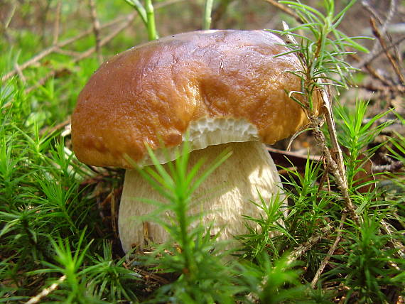 hríb smrekový Boletus edulis Bull.