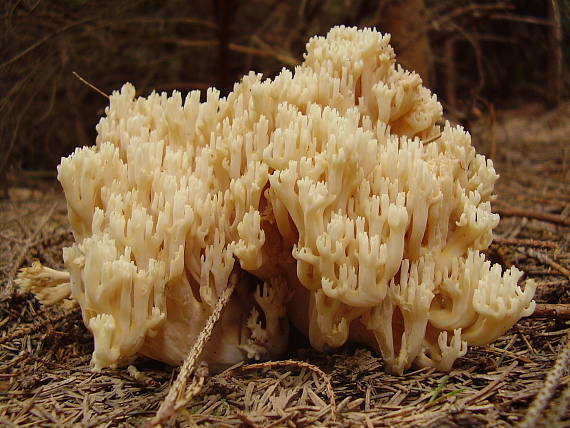 strapačka žltá ? Ramaria flava ?