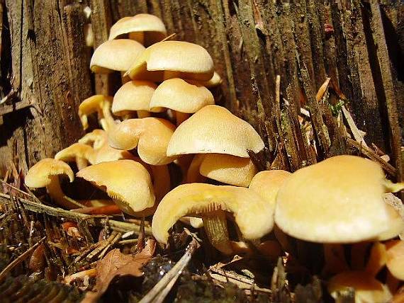 strapcovka zväzkovitá ? Hypholoma fasciculare ?