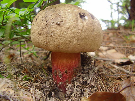 hríb červený Caloboletus calopus Fr.