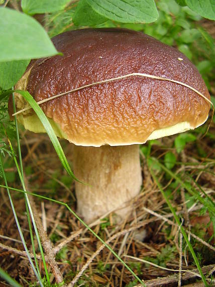 hríb smrekový Boletus edulis Bull.