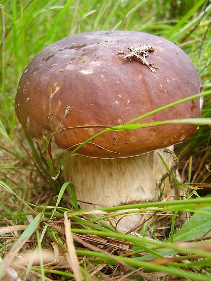 hríb smrekový Boletus edulis Bull.