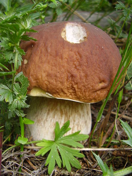 hríb smrekový Boletus edulis Bull.