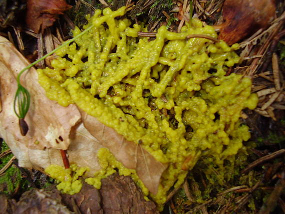 slizovka Myxomycetes