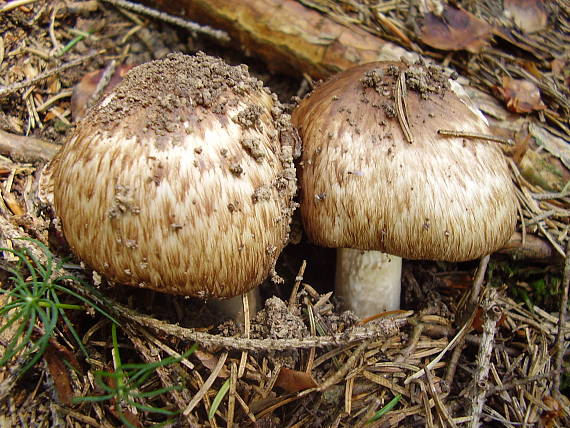 pečiarka Agaricus sp.