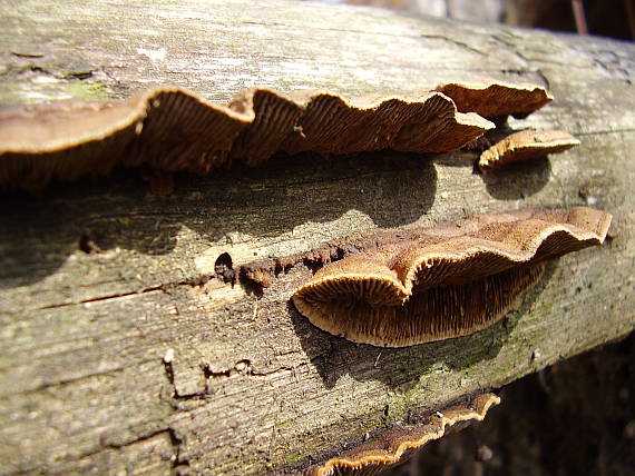 trámovka jedľová Gloeophyllum abietinum (Bull.) P. Karst.