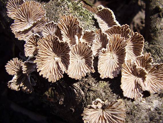 klanolupeňovka obyčajná Schizophyllum commune Fr.