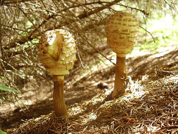 bedľa červenejúca Chlorophyllum rhacodes (Vittad.) Vellinga