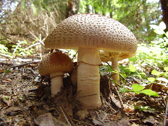 muchotrávka červenkastá Amanita rubescens Pers.