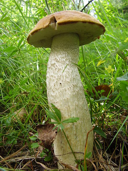 kozák osikový Leccinum albostipitatum den Bakker & Noordel.