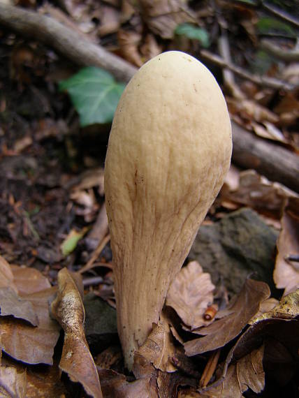 kyjak obrovský Clavariadelphus pistillaris (Fr.) Donk