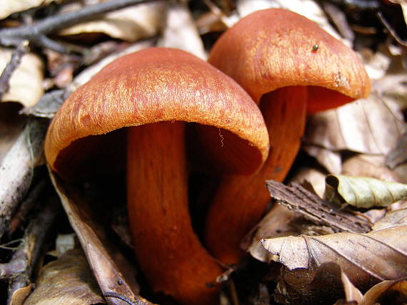 pavučinovec Cortinarius sp.