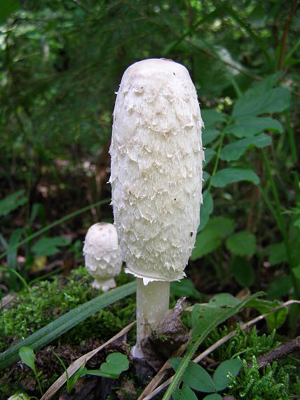 hnojník obyčajný Coprinus comatus (O.F. Müll.) Pers.