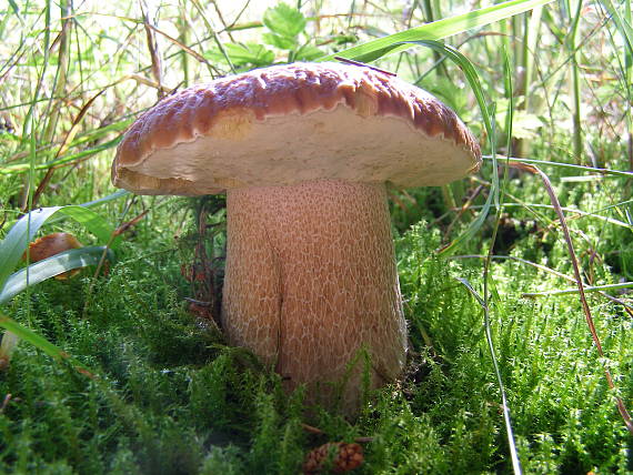 hríb smrekový Boletus edulis Bull.