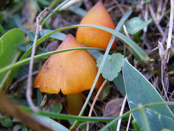 lúčnica Hygrocybe sp.