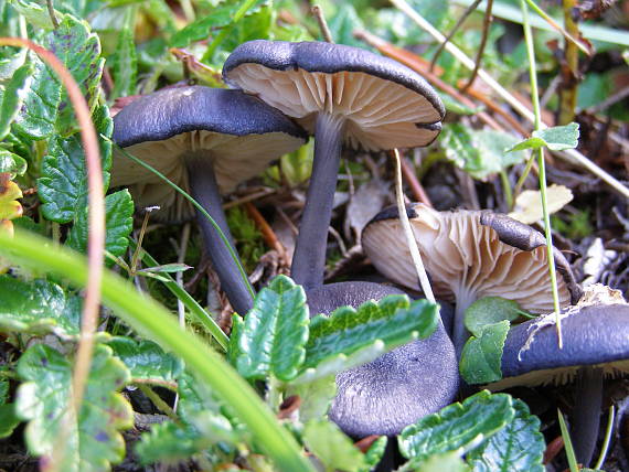 hodvábnica modrá Entocybe nitida (Quél.) T.J. Baroni, Largent & V. Hofst.