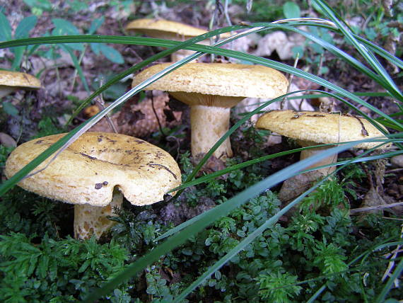 rýdzik rapavý Lactarius scrobiculatus (Scop.) Fr.