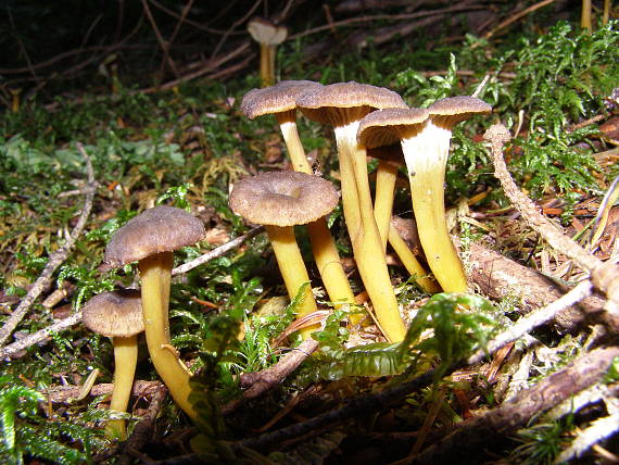 kuriatko lievikovité Craterellus tubaeformis (Fr.) Quél.