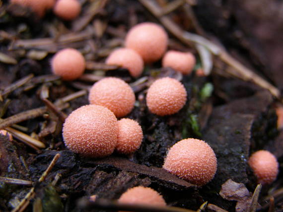 vlčinka červená Lycogala epidendrum (J.C. Buxb. ex L.) Fr.