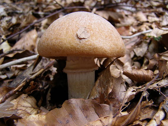 pavučinovec inovaťový Cortinarius caperatus (Pers.) Fr.