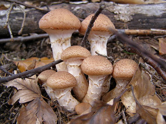 podpňovka obyčajná Armillaria mellea (Vahl) P. Kumm.