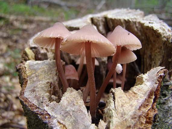 prilbička krvavomliečna Mycena haematopus (Pers.) P. Kumm.