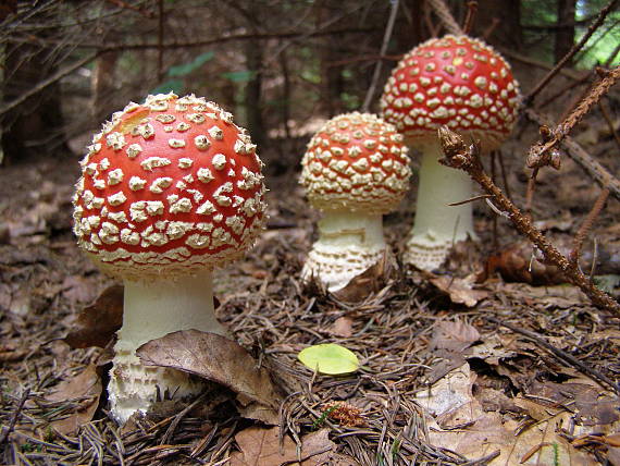 muchotrávka červená Amanita muscaria (L.) Lam.