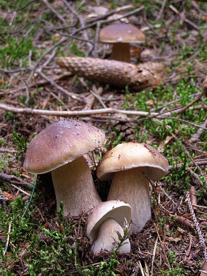 hríb smrekový Boletus edulis Bull.