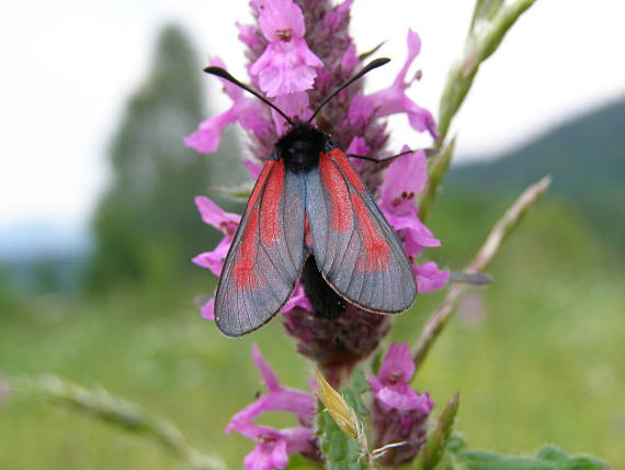 vretienka dúšková Zygaena purpuralis