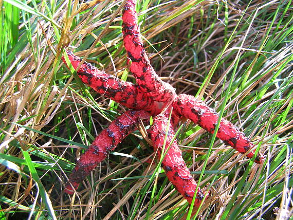 mrežovka kvetovitá Clathrus archeri (Berk.) Dring
