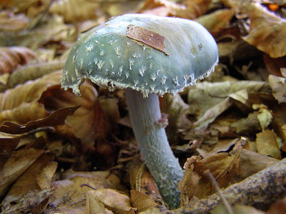 golierovka zelenkastá Stropharia aeruginosa (Curtis) Quél.