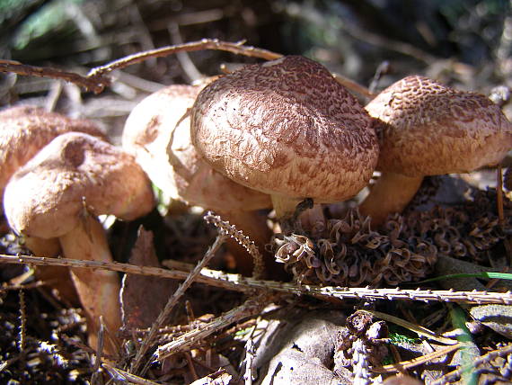 čírovka škridlicovitá Tricholoma vaccinum (Schaeff.) P. Kumm.