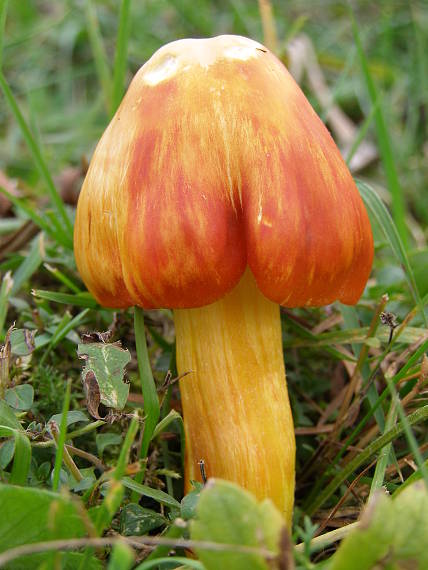 lúčnica Hygrocybe sp.
