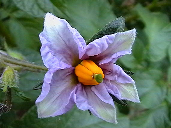 kvet-zemiak