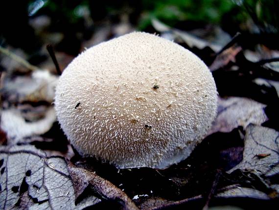 prášnica Lycoperdon sp.
