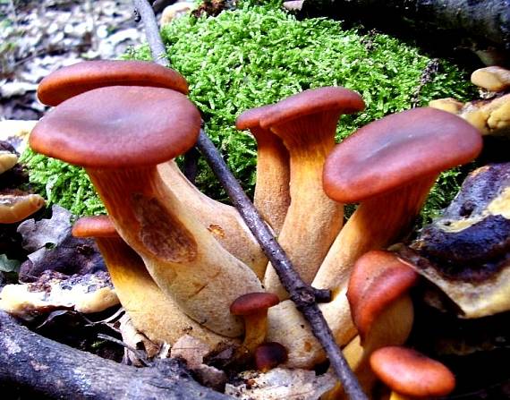 kališník hnedooranžový Omphalotus olearius (DC.) Singer