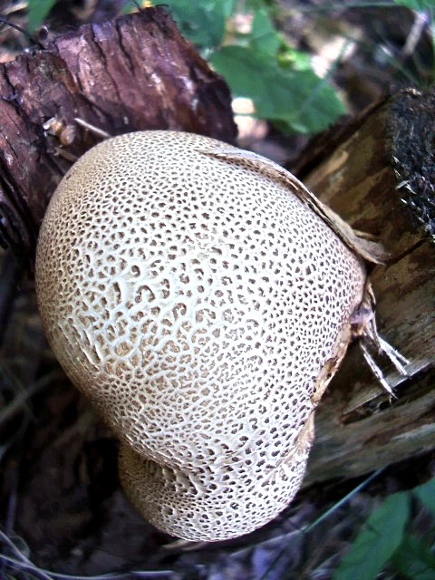 pestrec obyčajný Scleroderma citrinum Pers.