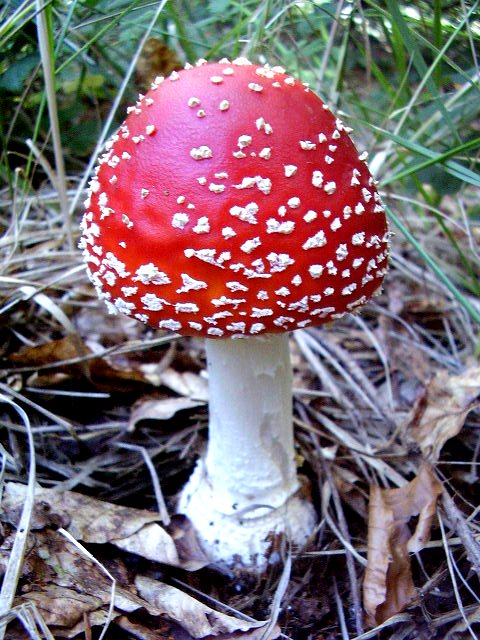 muchotrávka červená Amanita muscaria (L.) Lam.