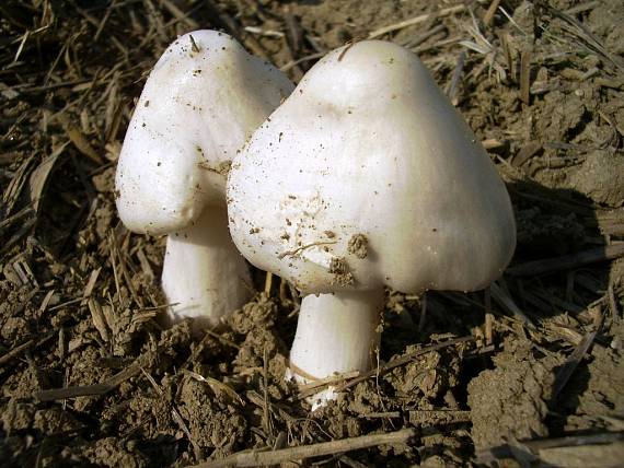pošvovec obyčajný Volvopluteus gloiocephalus (DC.) Vizzini, Contu & Justo