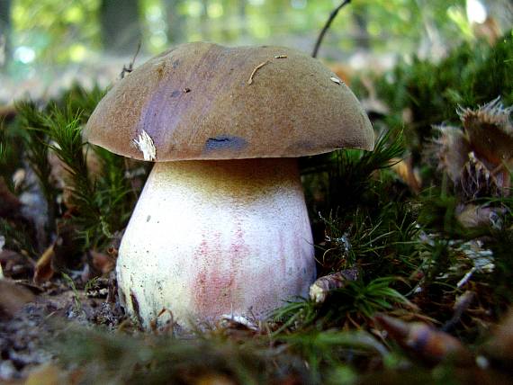 hríb zrnitohlúbikový Neoboletus luridiformis (Rostk.) G. Wu & Zhu L. Yang
